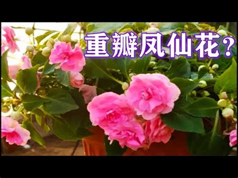 鳳仙花風水|植物風水：鳳仙花的風水妙用